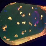 Katta baliq akvari akvarium